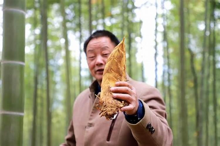 科学的施肥是高产前提,冬笋种植该怎么施肥？