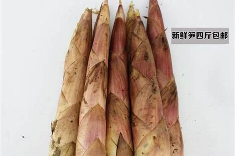 冬笋著怎么种植