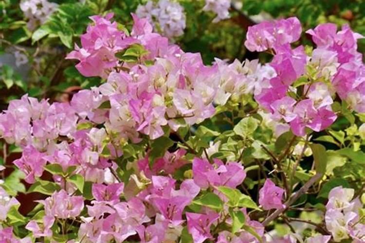 三角梅开花期间怎么施肥