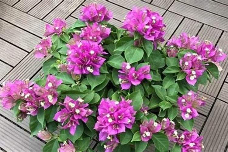 三角梅开花期间怎么施肥？施什么肥？