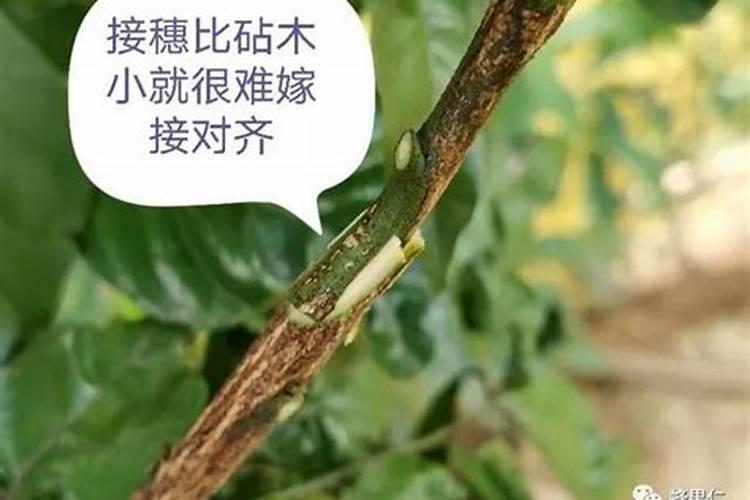 嫁接桃树苗的方法和技术如何成功嫁接桃树苗