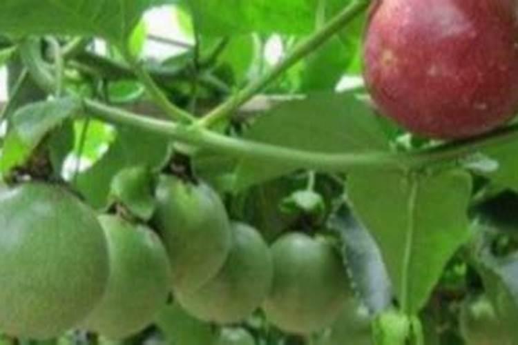 盆栽百香果怎么养护