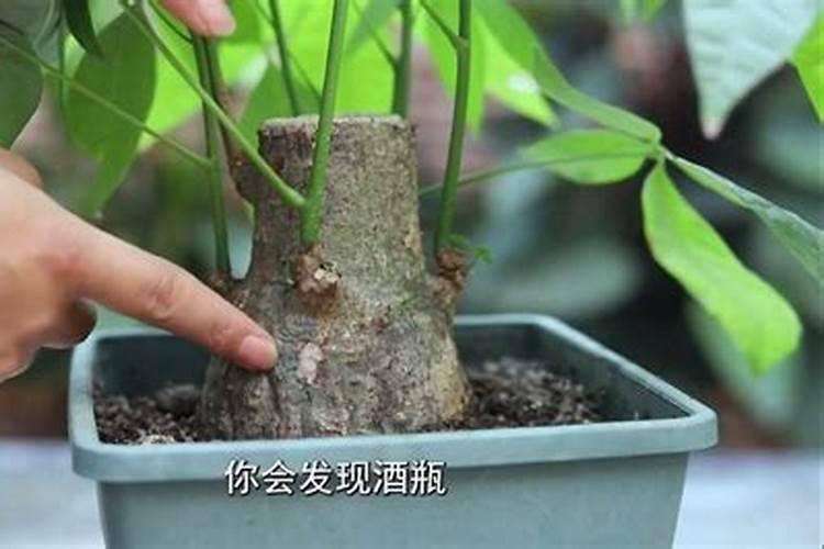 发财树施肥用什么肥料
