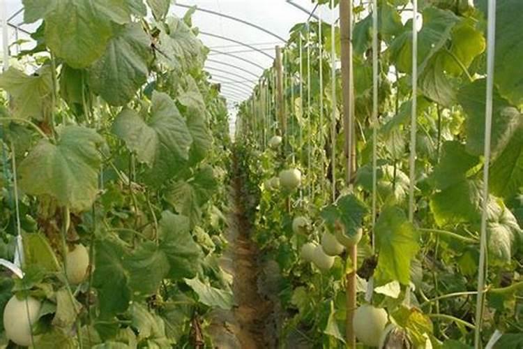 温室大棚种植冬枣时怎样进行温度管理？