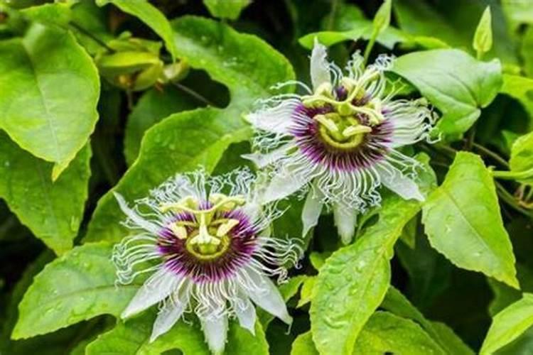 百香果开花的时候能施肥吗？