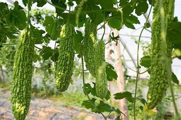 苦瓜栽培施肥技术