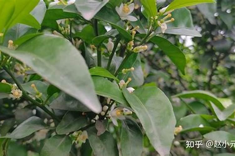 柑橘树要保花保果打什么药？什么时候打？