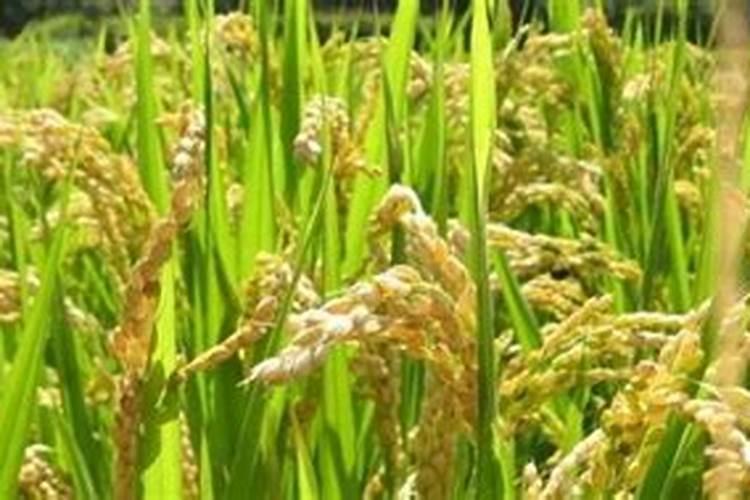 杜鹃开花期间怎样浇水施肥,花后怎么养
