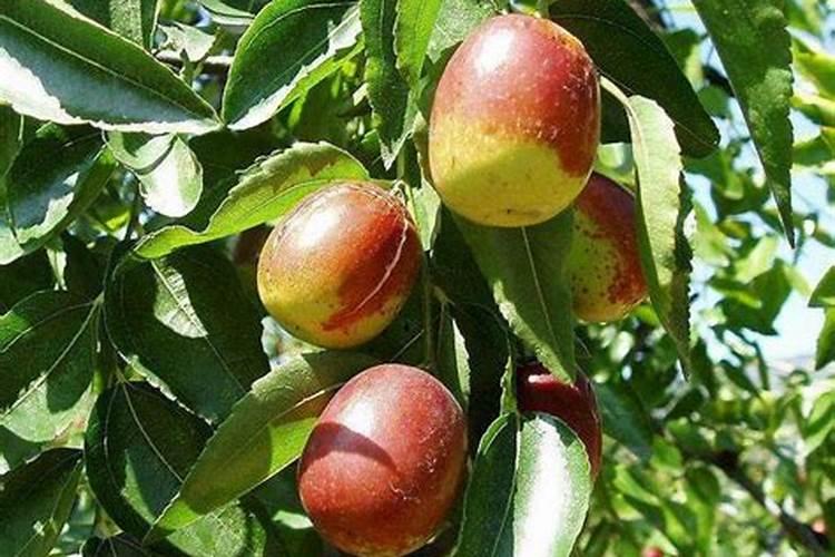 蔬菜浇什么肥料最好