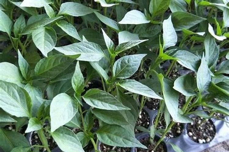 辣椒反季节种植技术,附施肥方案