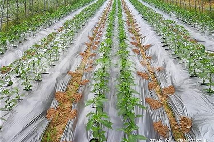 辣椒怎么育苗方法