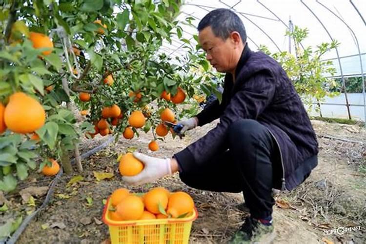 柑橘施肥时期和方法 附肥害症状