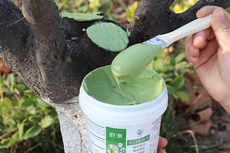 葡萄硼果期的施肥