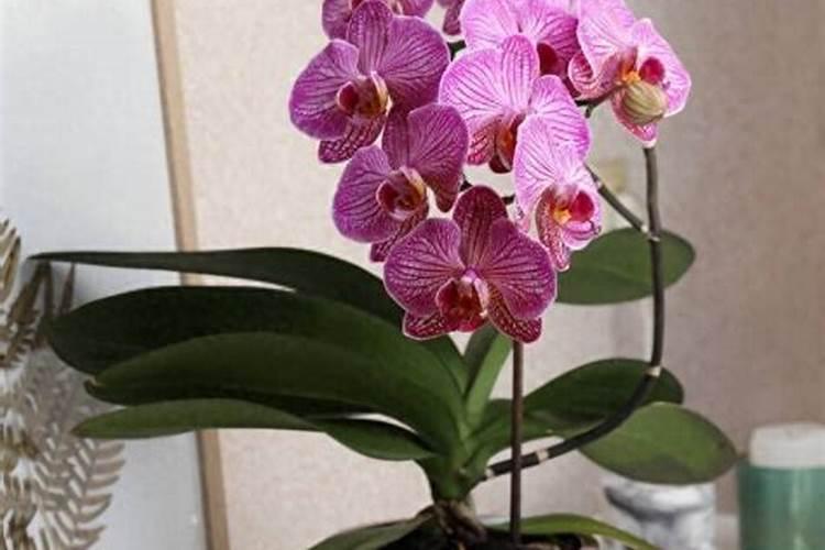 蝴蝶兰长花剑怎么施肥