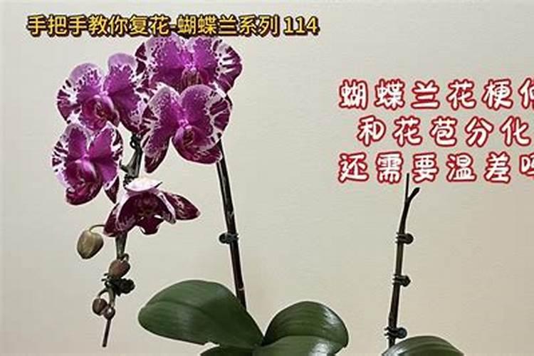 蝴蝶兰几月份长花剑怎么施肥