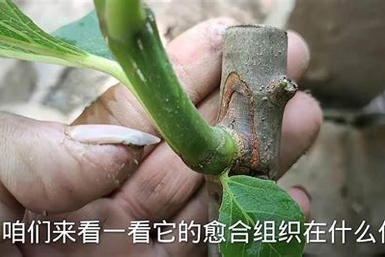 微尘颗粒有哪些