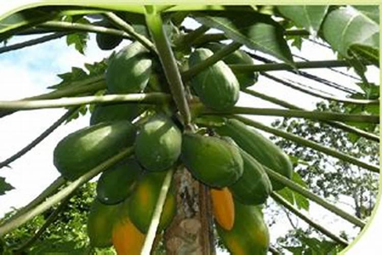 木瓜的种植方法总结 木瓜养护方法