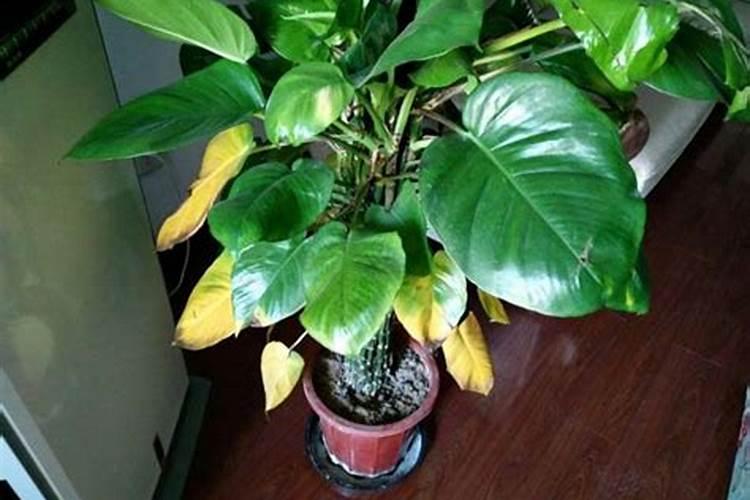 仙人掌的种类和种植方式