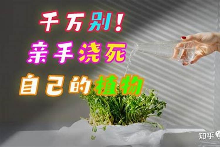 多肉植物能喷磷钾肥吗