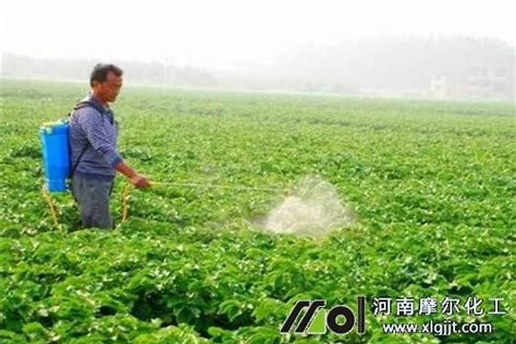 喷施叶面肥有哪些好处？ 70%吡虫啉半翅目害虫的专业杀虫剂