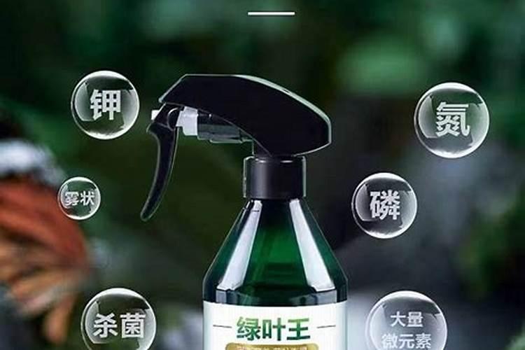 金钱树可以用绿叶王吗