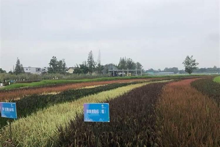 盐碱地水稻怎样施用磷钾肥？