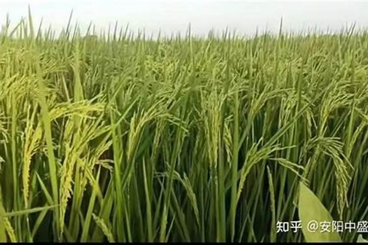 棉花的生长过程图顺序 适合在什么土壤中生长