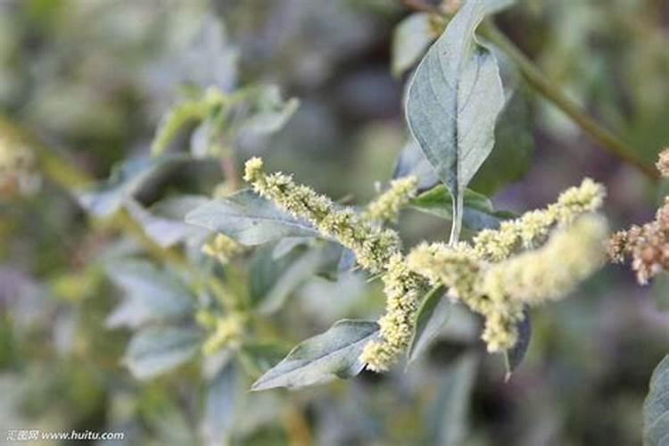 生菜中除草剂怎么解毒的