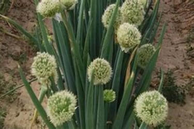 夏天香菜葱花怎么种 夏天种植香菜葱花的方法