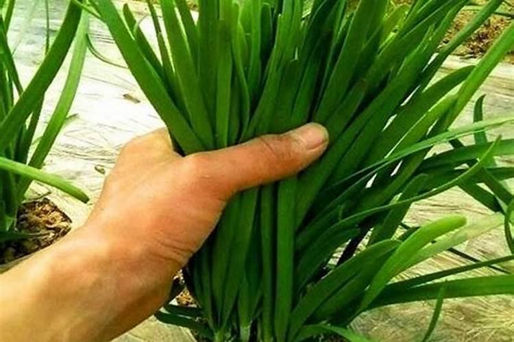 白露小葱能喷叶面肥吗？