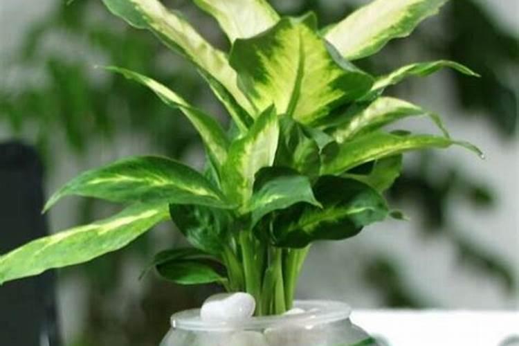 田里青苔怎么处理