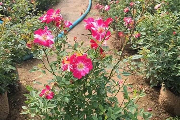 月季花施肥方法怎样给月季花施肥