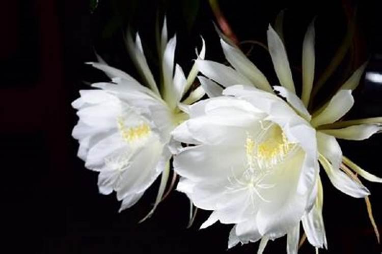 昙花有花苞了用什么肥料最好