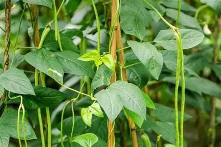 豆角初次开花浇水施肥可以吗