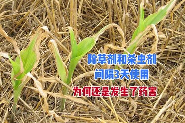 秧苗打除草剂几天才移栽效果好？