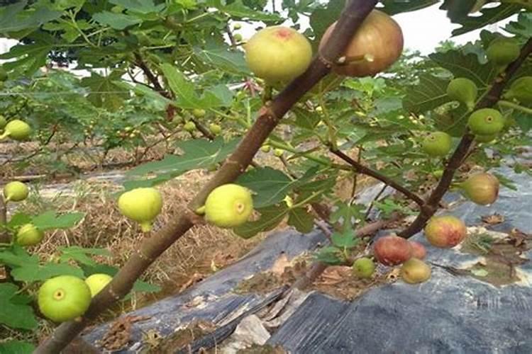 无花果树移植多久施肥 无花果树移植后需要多久开始施肥