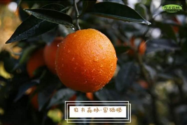 于都富硒脐橙:以“硒”为贵 “橙”意满满