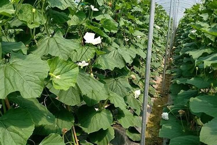 黄瓜不同生长期如何施肥
