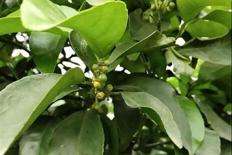 今年桔子树挂果很多但是两个礼拜幼果都黑完了,不知道是什么病？