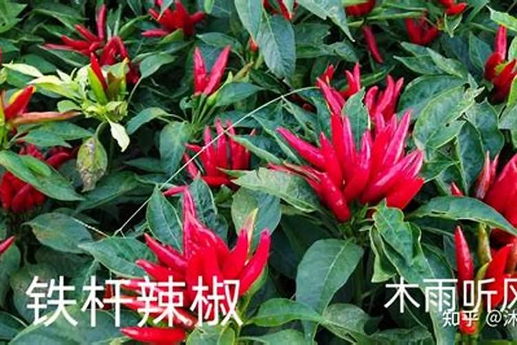 辣椒用什么叶面肥 辣椒使用什么叶面肥