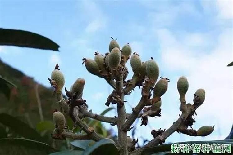 枇杷树疯狂开花怎么办