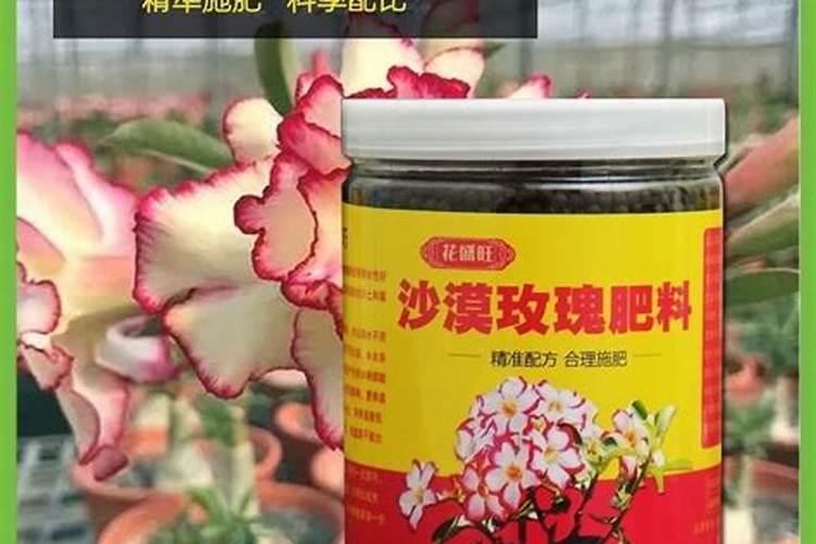 沙漠玫瑰叶子卷曲什么原因