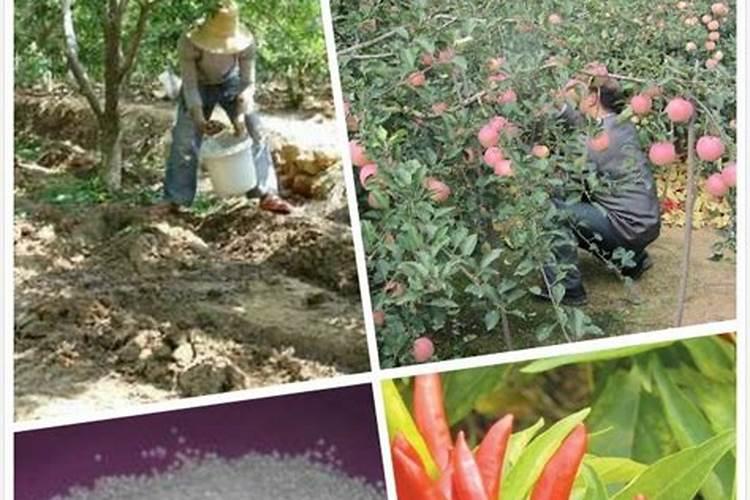 番茄在开花的时候适合用啥叶面肥来补充养分？