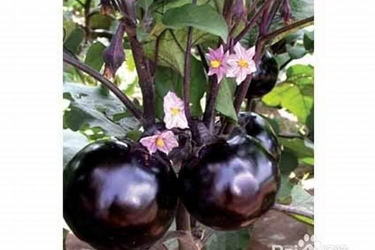 茄子如何管理才高产