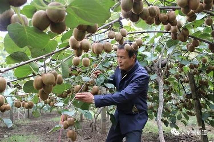 新上盆的月季花怎么浇水？