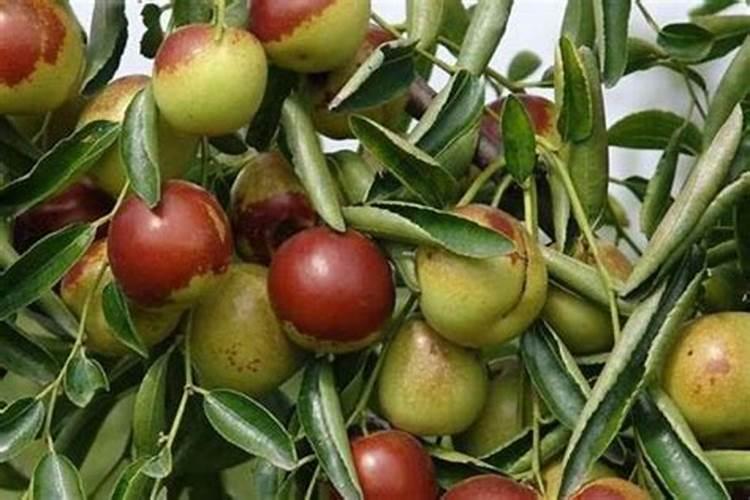 堆肥造粒设备有哪些？