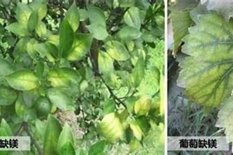 花生缺铁、缺钼有哪些表现？如何补充铁肥和钼肥？