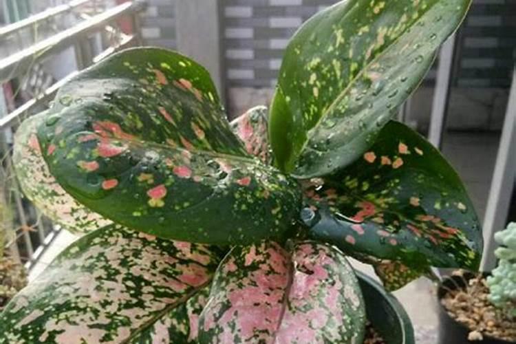 氨基酸叶面肥不能和什么混用