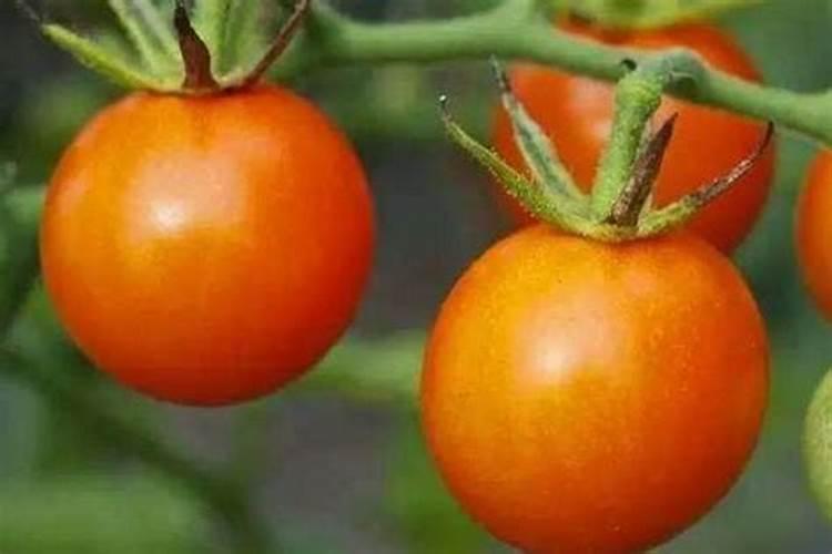 种西红柿用什么肥料最好