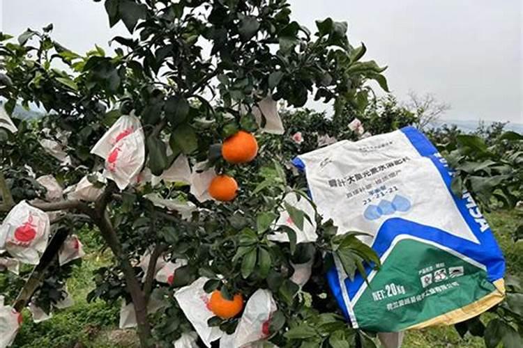柑橘全年施肥时间表 柑橘应该怎么施肥